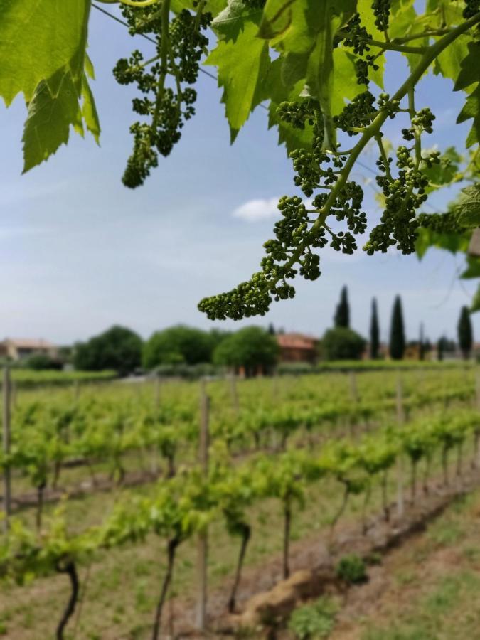 Agriturismo La Vigna Colà Eksteriør billede